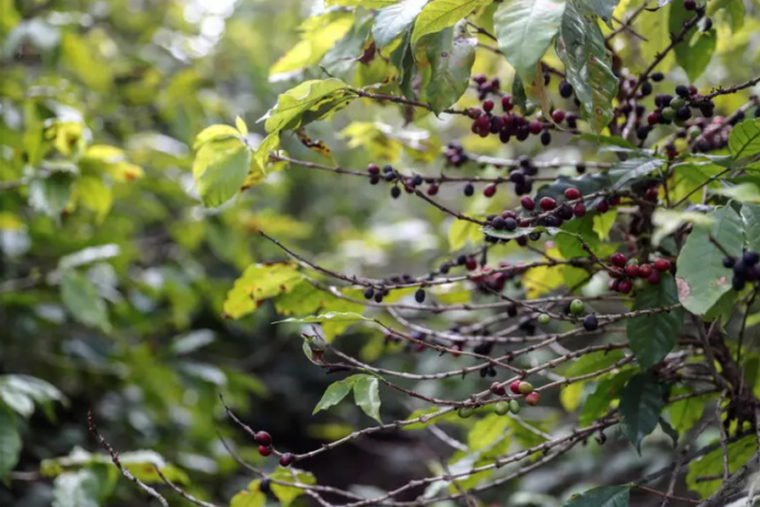 Mestrado multidisciplinar aborda desde o plantio até o produto final