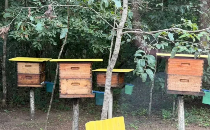 O trajeto do Bee Safári permite observar de perto as colmeias, além de possibilitar registros fotográficos e audiovisuais da produção de mel - Foto: Juliana Mota/Governo do Tocantins