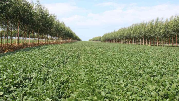 Compra de terras por estrangeiros segue com limites após decisão do STF