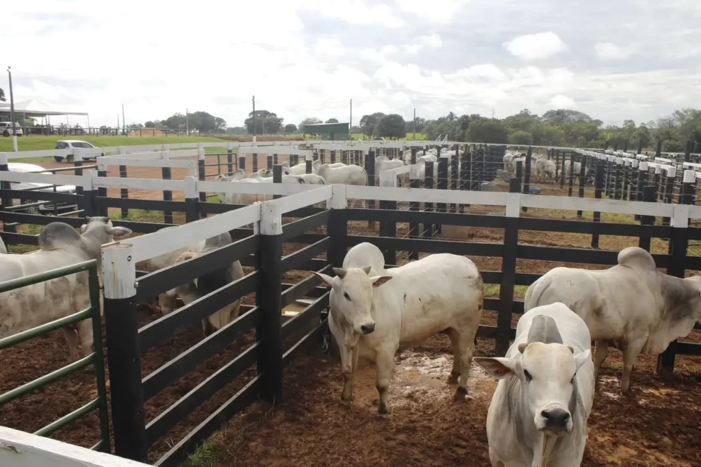 Rastreabilidade bovina ganha destaque na Agrotins 2026