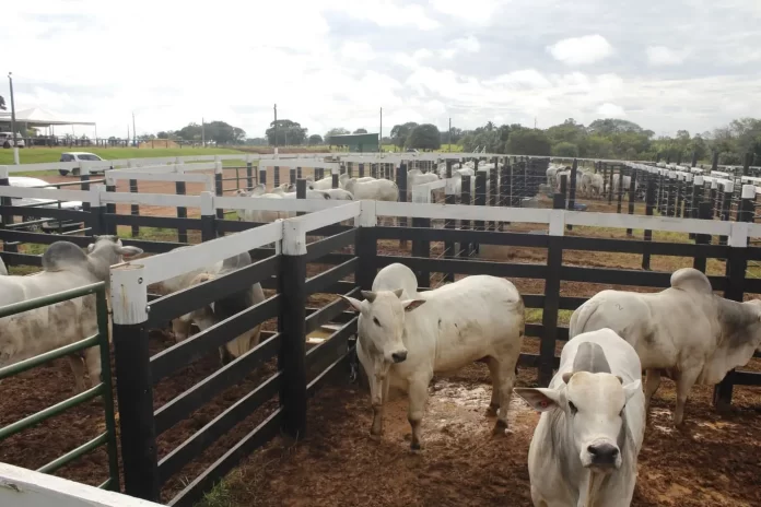 Rastreabilidade bovina ganha destaque na Agrotins 2026