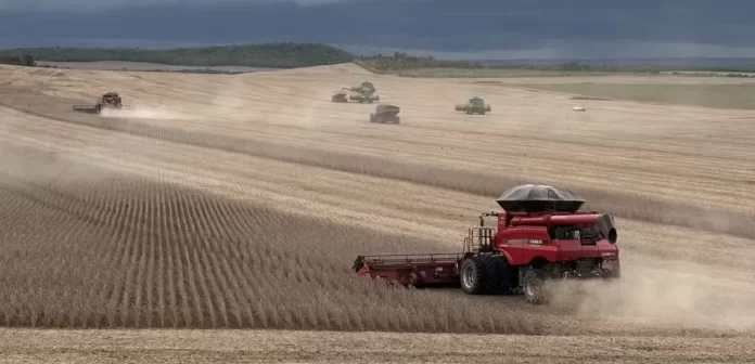 2ª safra no TO exige estratégia