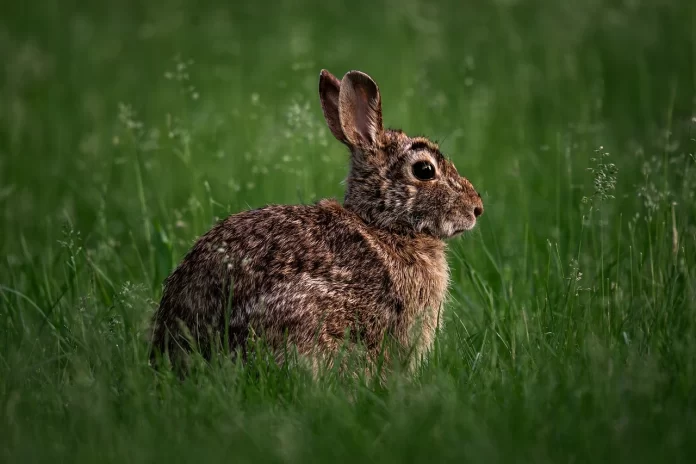 Coelhos exigem cuidados específicos e podem viver aproximadamente 12 anos.