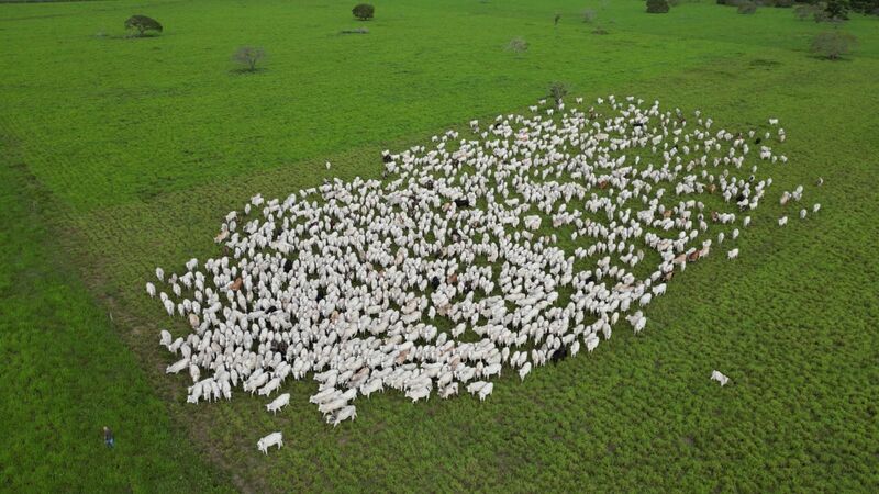 Monitoramento de rebanho por Drones