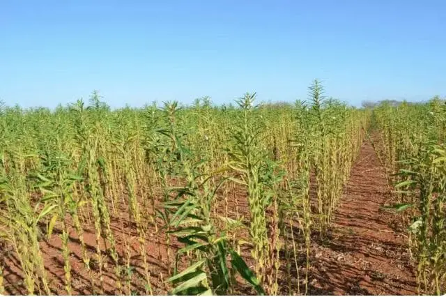 Culturas como gergelim e sorgo ganham espaço no Tocantins como alternativa diante da perda da janela ideal do milho.