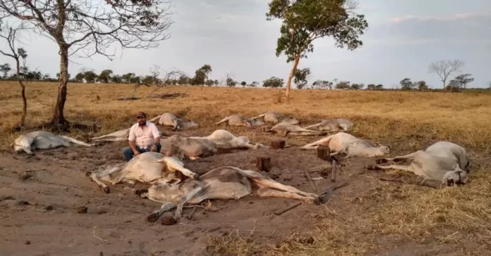 Mais de 600 animais mortos por irregularidade em vacina no Nordeste