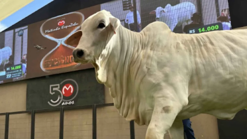 Expozebu 2026