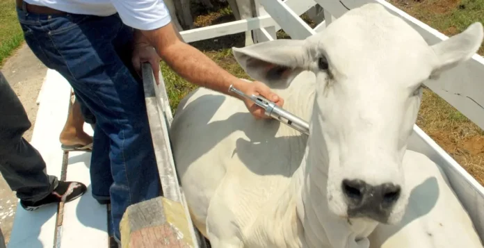 A importancia da Vacinação Bovina