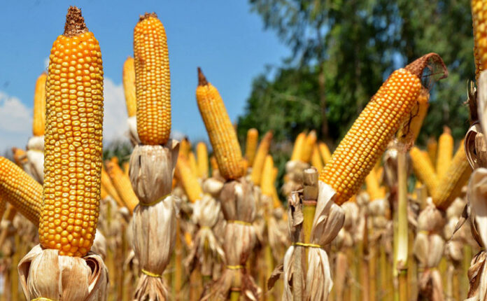 O crescimento é resultado da expansão das áreas cultivadas aliada ao avanço tecnológico nas propriedades rurais. (Foto: Madson Maranhão/Governo do Tocantins).