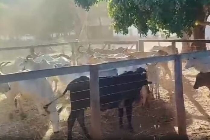 Rebanho roubado em Pedro Afonso